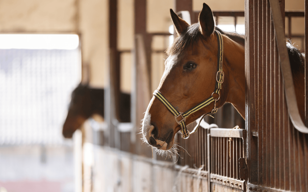 What Makes a Property Ideal for Horses or Livestock in Modoc County, California